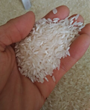 Gạo Trắng Hạt Dài 504